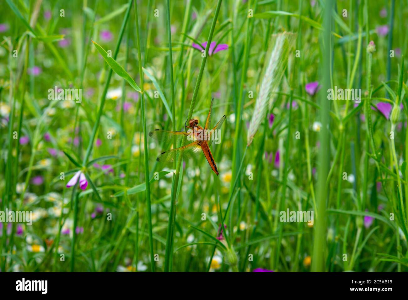 fleurs multicolores sur la plaine verte lors d'une belle journée d'été Banque D'Images