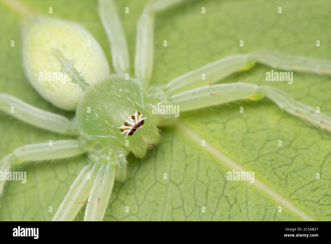 Gros plan d'une araignée huntsman verte reposant sur une feuille Banque D'Images