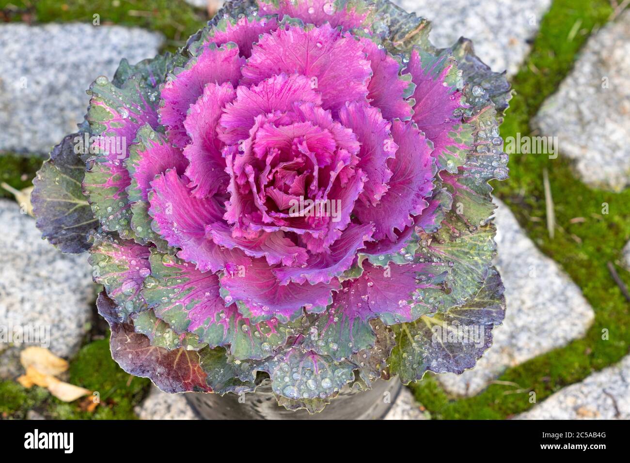chou ornemental en violet avec rosée Banque D'Images