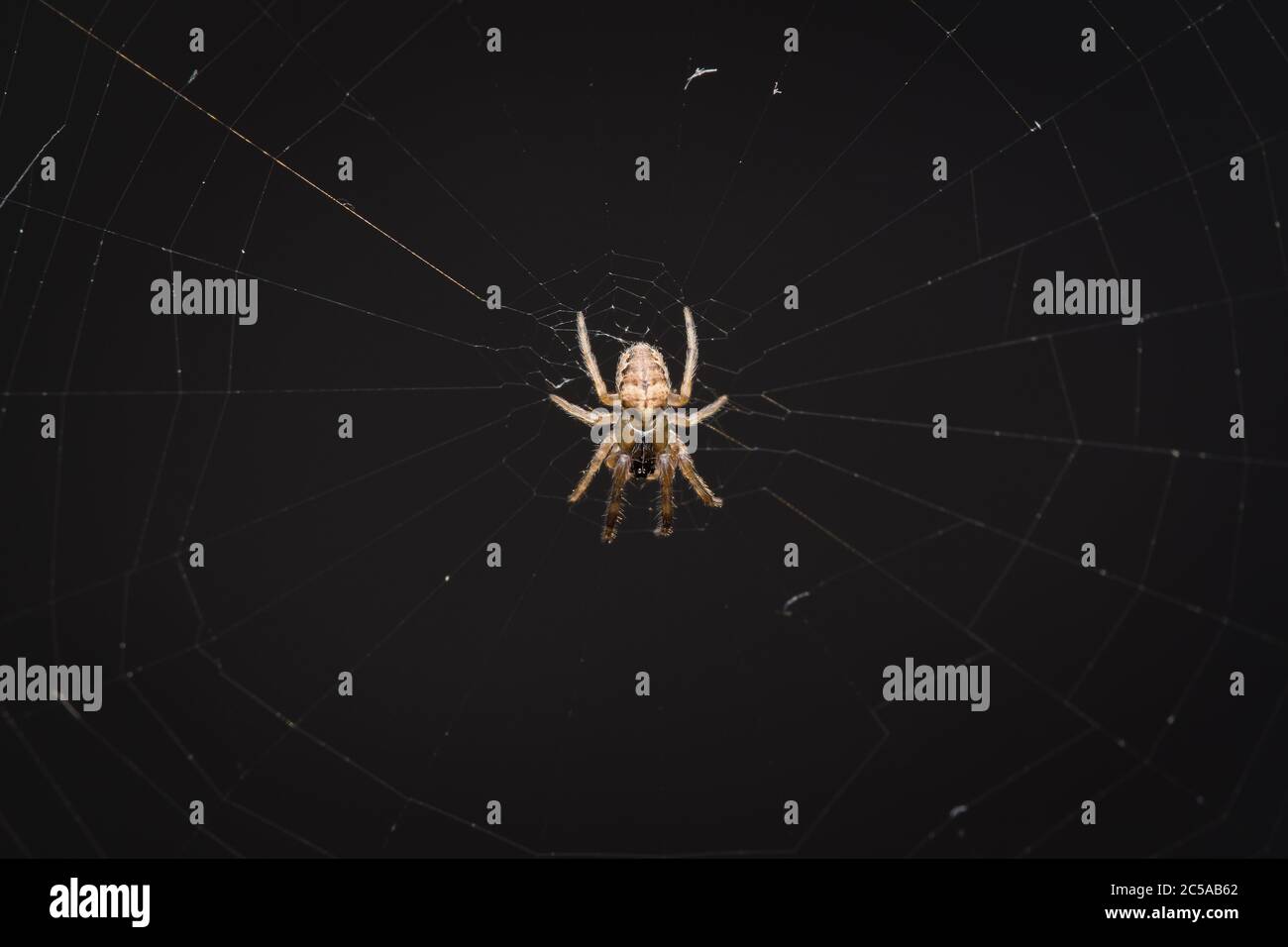 Une araignée tisserand orb reposant au centre de sa toile sur un fond plat. Banque D'Images