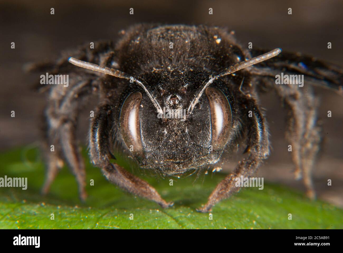 L'abeille violette (Xylocopa violacea) Banque D'Images