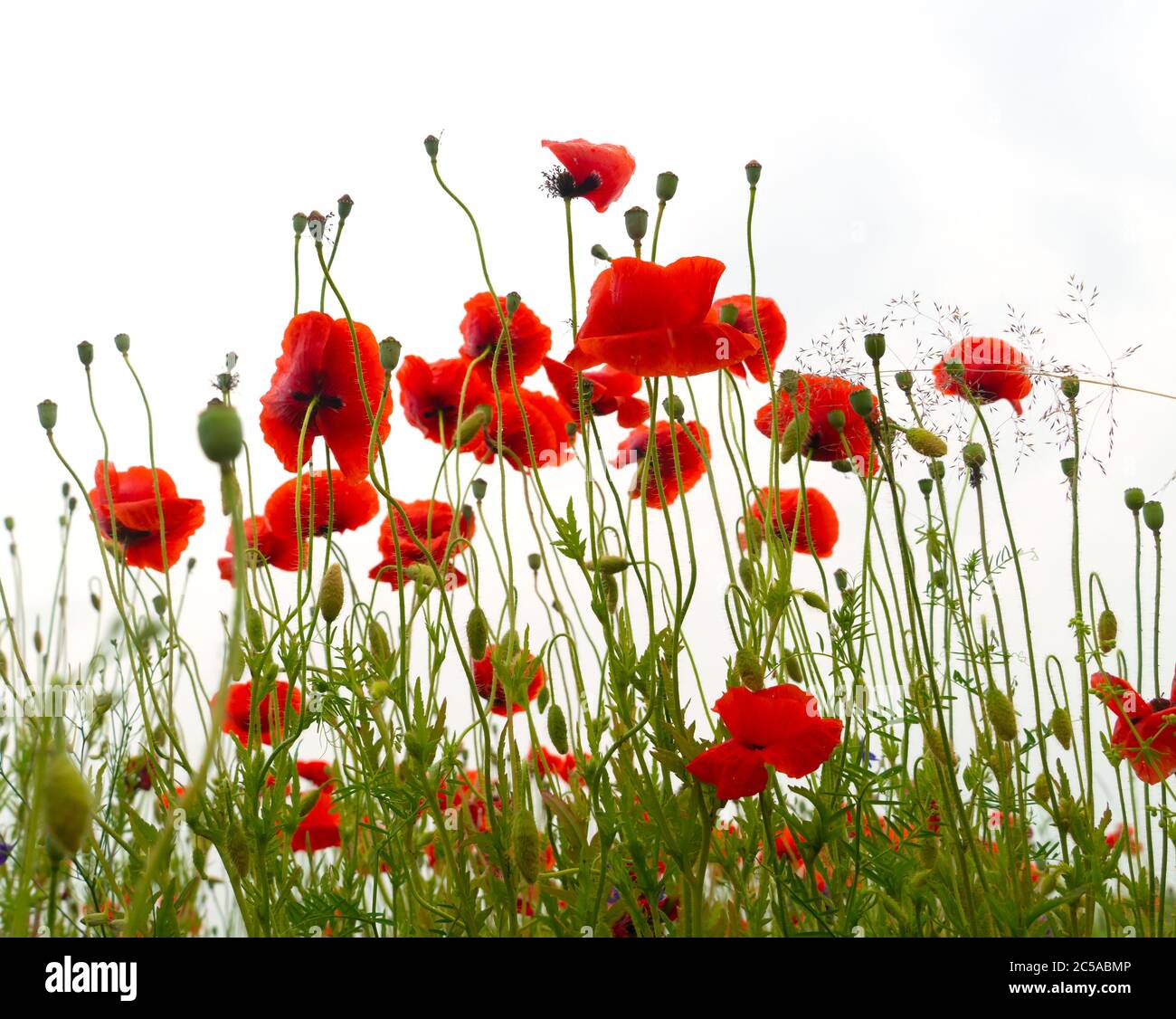 Fleurs sauvages fleurs des coquelicots après la pluie, isolées sur fond blanc Banque D'Images