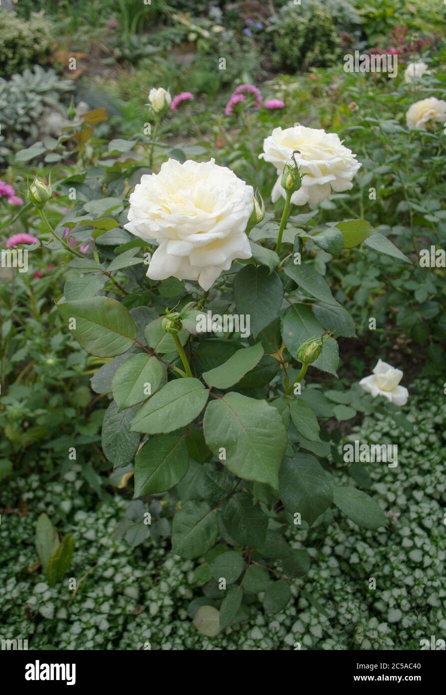 Les roses blanches fleurissent dans le jardin. Rose blanche. Rose blanche  dans un jardin Photo Stock - Alamy