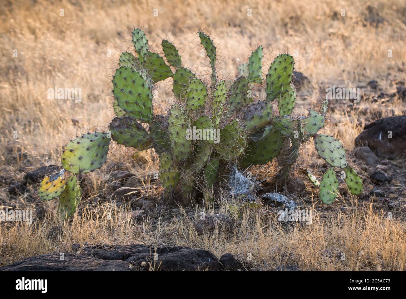 Cactus d'oreille de lapin (Opuntia microdasys, Cactaceae) dans son habitat  Photo Stock - Alamy