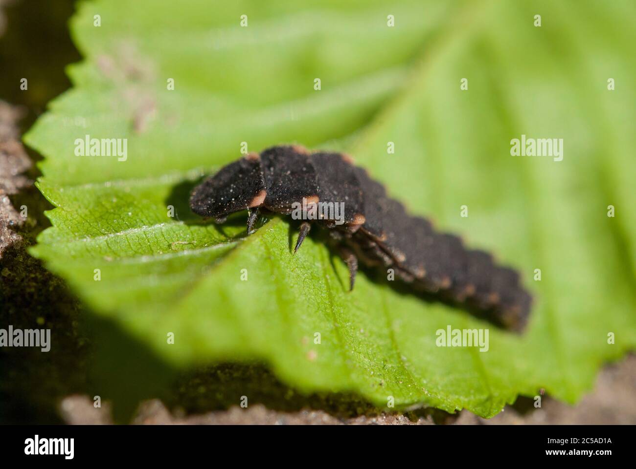 Le Lampyrus noctiluca Banque D'Images