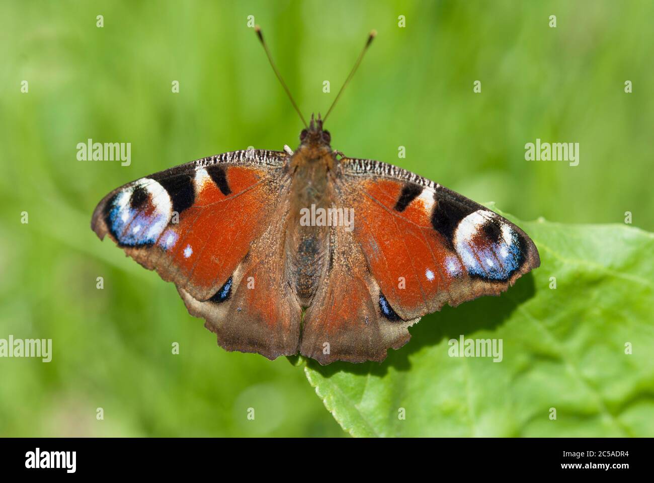 Le paon européen (Aglais io) Banque D'Images