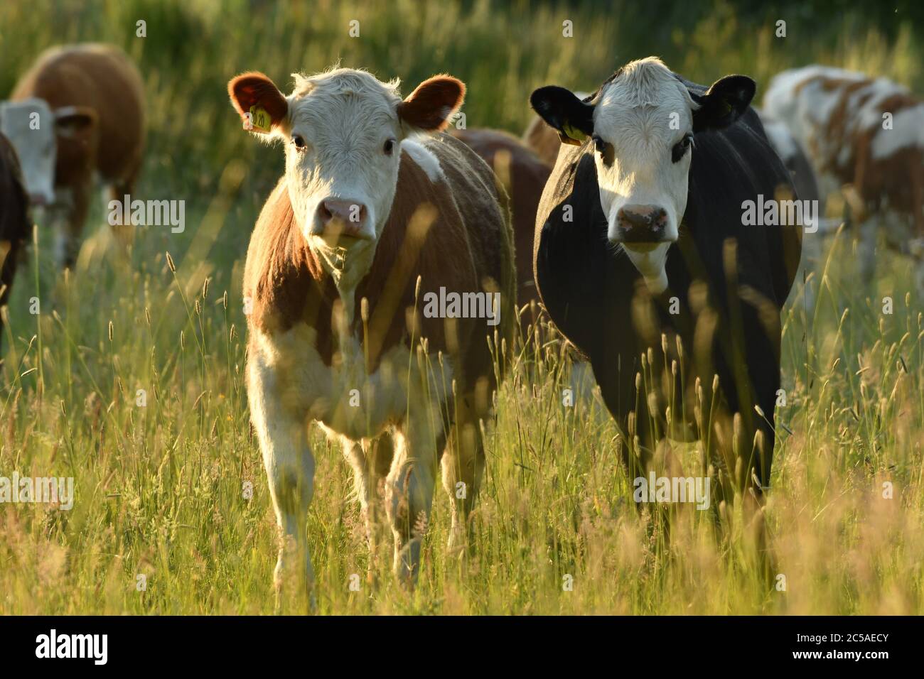 Vaches domestiques se reproduisant dans la prairie. Banque D'Images