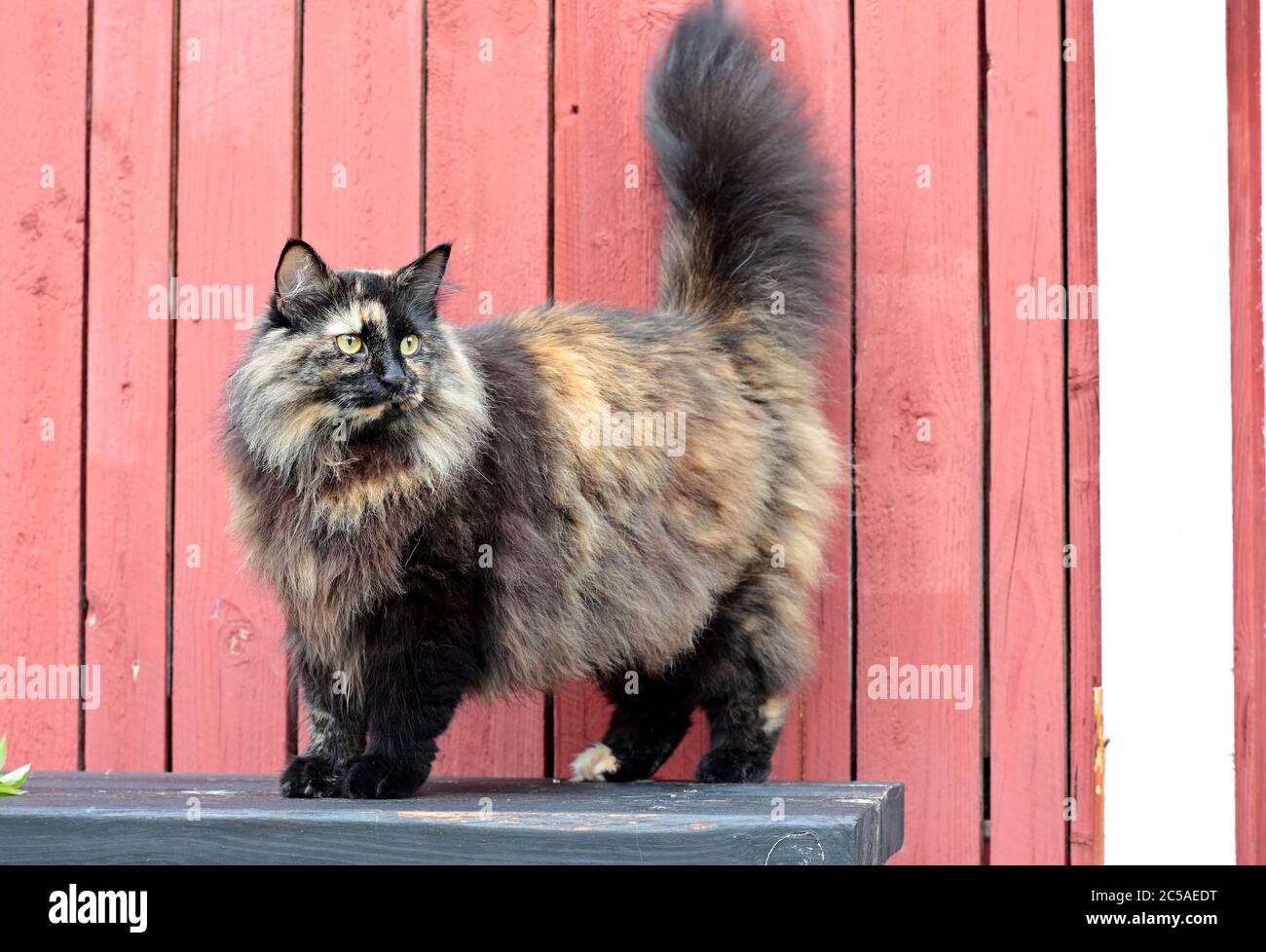 Une femelle de chat forestier norvégien debout sur un banc noir à l'extérieur Banque D'Images