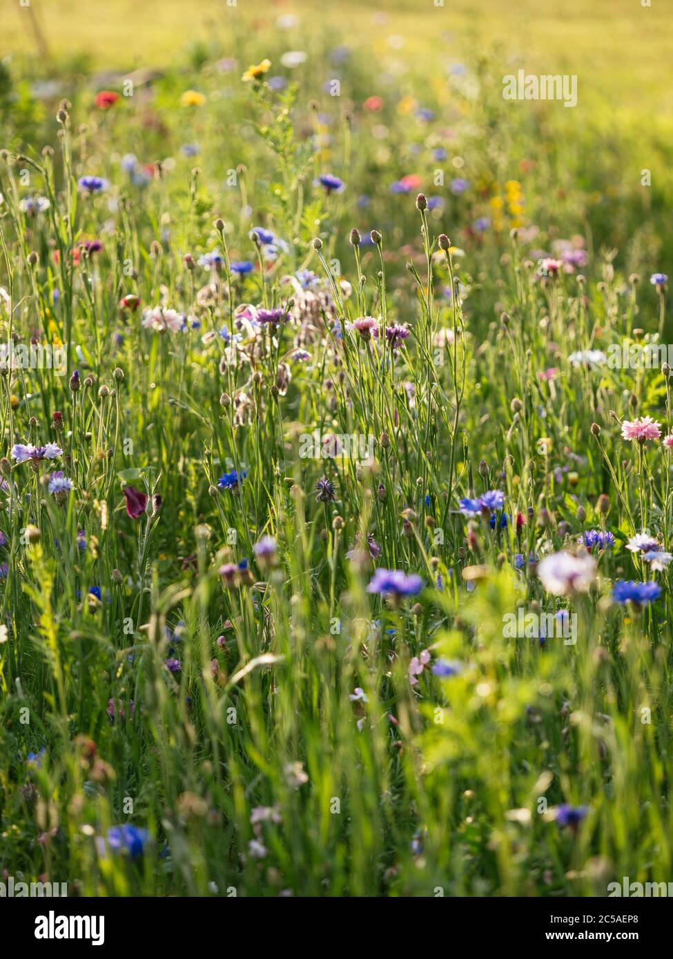 Bande de fleurs sauvages dans un jardin pour soutenir les abeilles et autres insectes. Banque D'Images