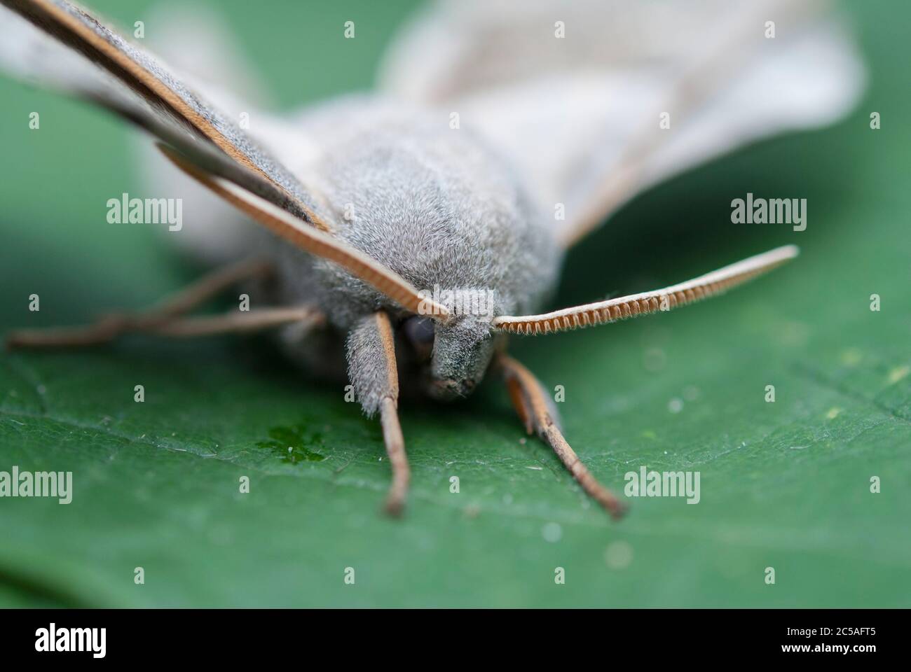 Le Poplar Hawk-Moth (Laothoe populi) Banque D'Images