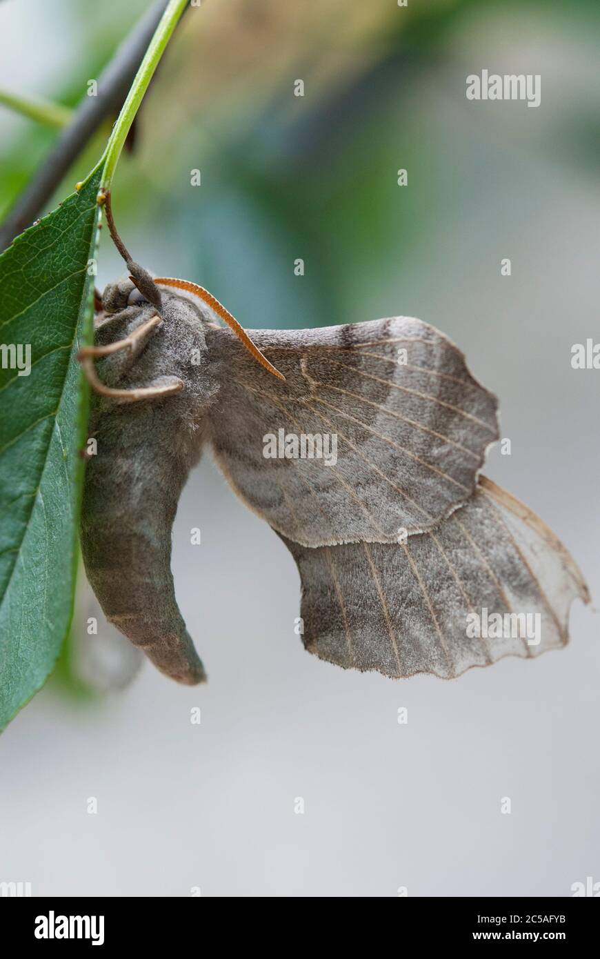 Le Poplar Hawk-Moth (Laothoe populi) Banque D'Images