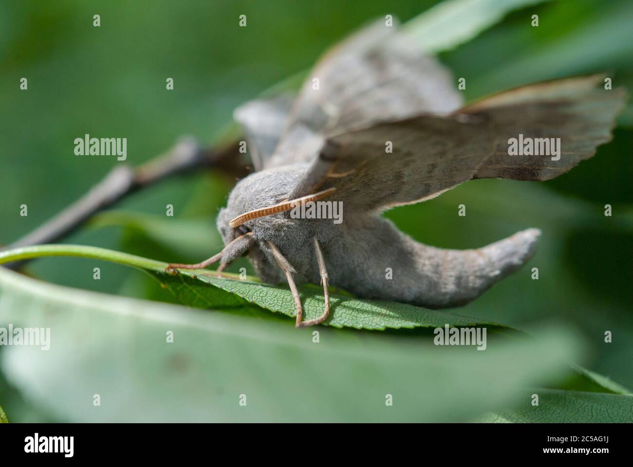 Le Poplar Hawk-Moth (Laothoe populi) Banque D'Images