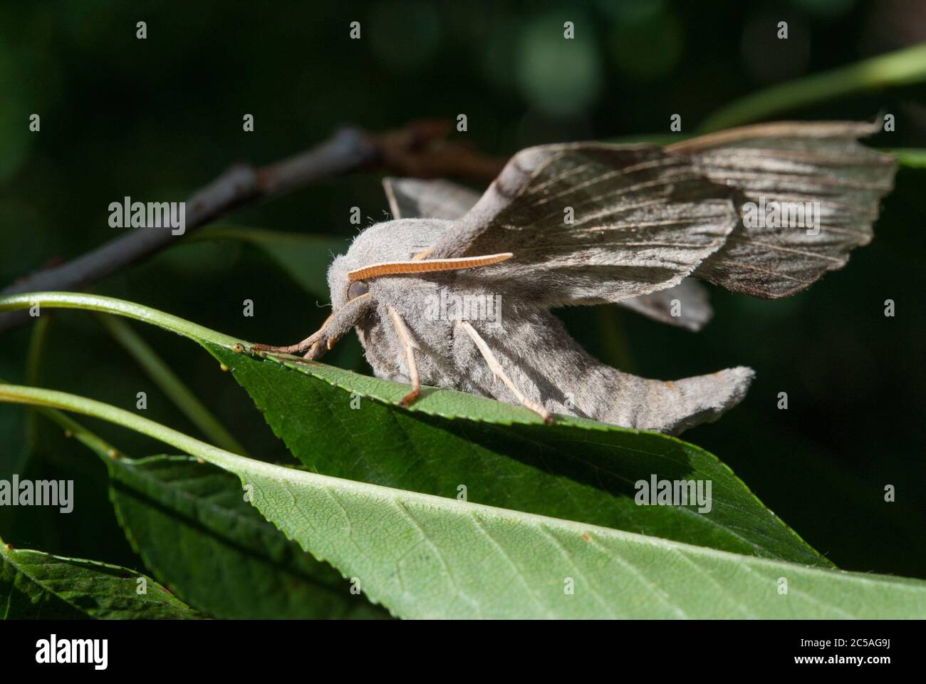 Le Poplar Hawk-Moth (Laothoe populi) Banque D'Images