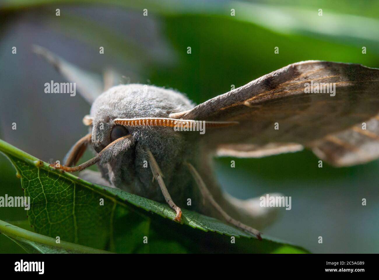 Le Poplar Hawk-Moth (Laothoe populi) Banque D'Images