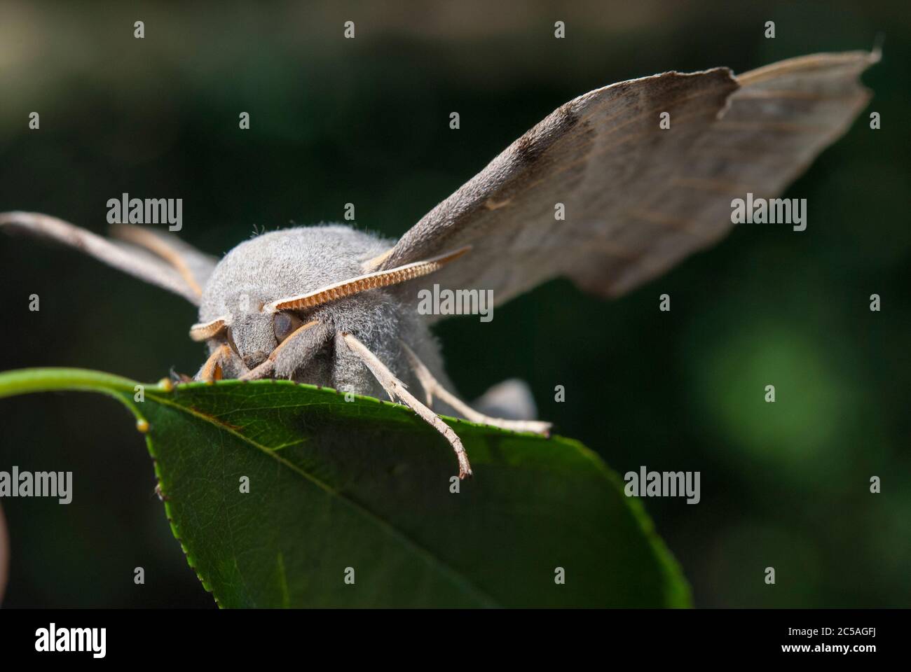 Le Poplar Hawk-Moth (Laothoe populi) Banque D'Images