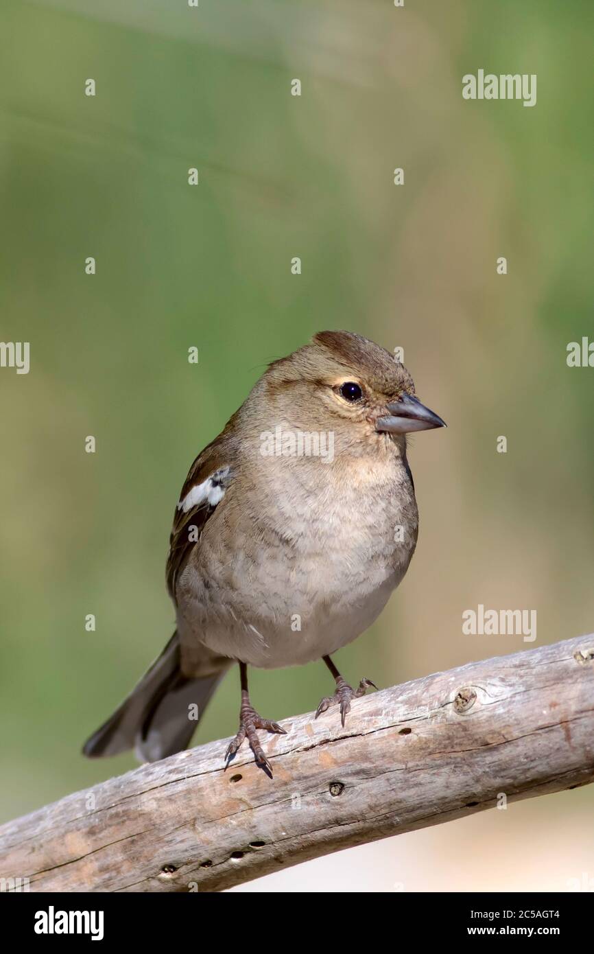 Joli chaffin commun d'oiseau. Fond vert. Cordelettes de Fringilla. Banque D'Images