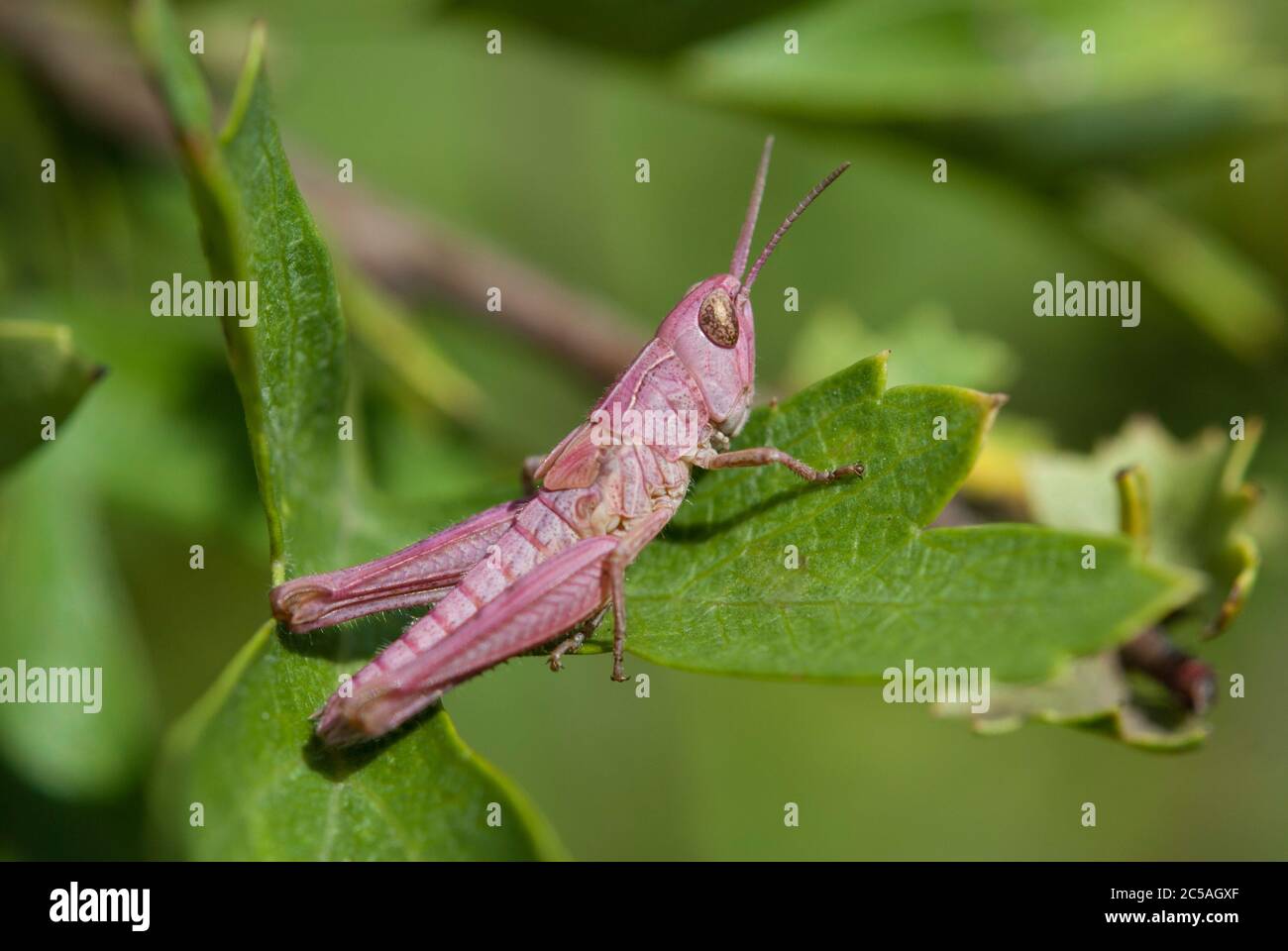 Red Meadow Grasshopper (Chorthippus parallélus) Banque D'Images