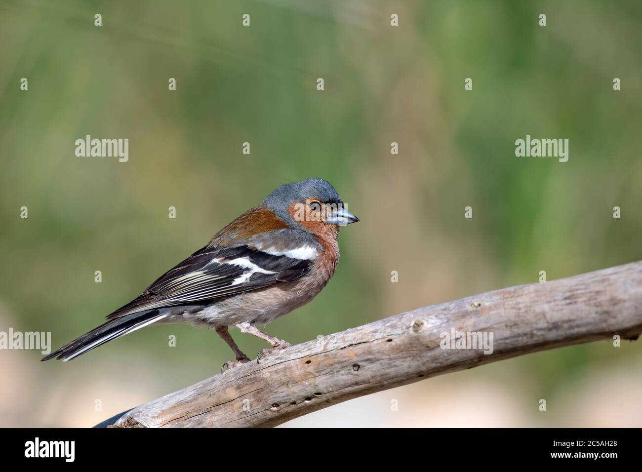 Joli chaffin commun d'oiseau. Fond vert. Cordelettes de Fringilla. Banque D'Images