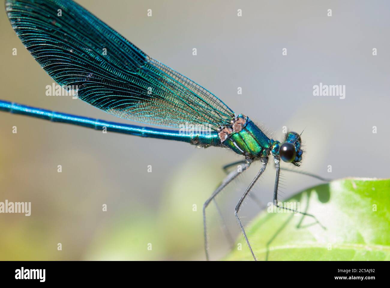 La demoiselle à bandes (Calopteryx splendens) Banque D'Images