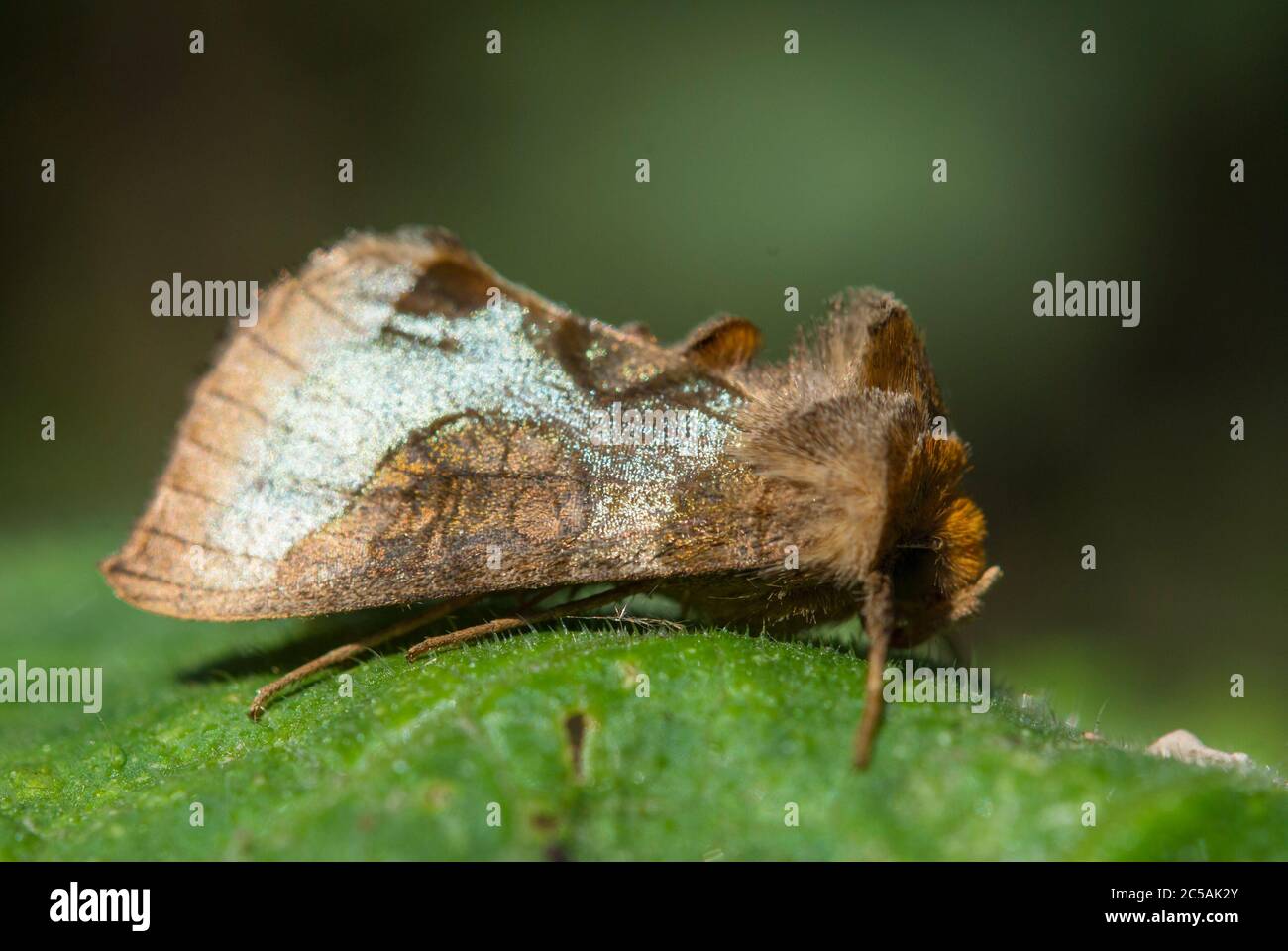 Le laiton bruni (chrysite de Diachrysia) Banque D'Images