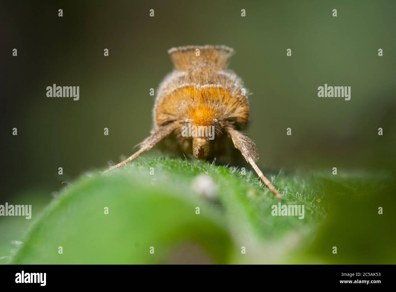 Le laiton bruni (chrysite de Diachrysia) Banque D'Images