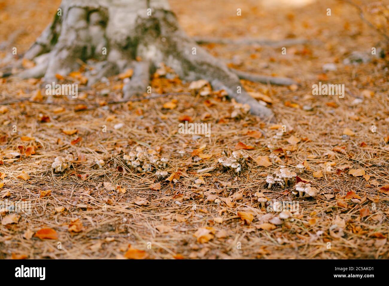 Beaucoup de champignons hebeloma sinapizans dans la forêt de pins, sous les feuilles jaunes d'automne sur le sol. Banque D'Images