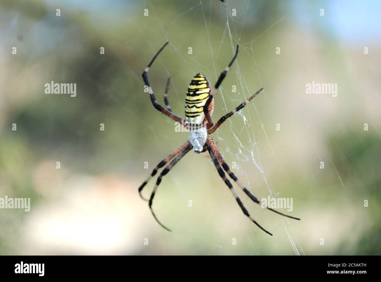 L'araignée de guêpe (Argiope bruennichi) Banque D'Images