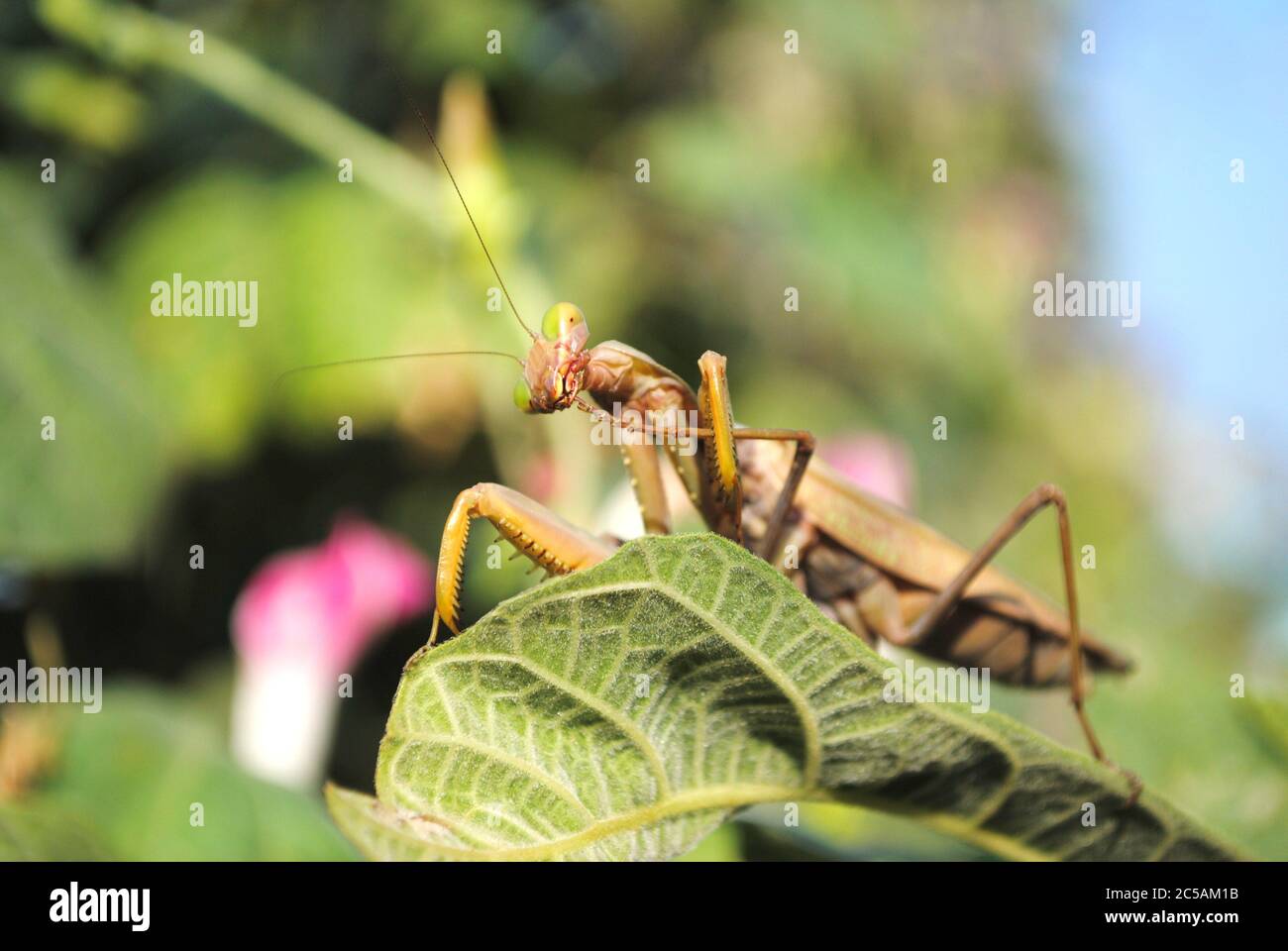 Mantis religiosa sur une branche Banque D'Images