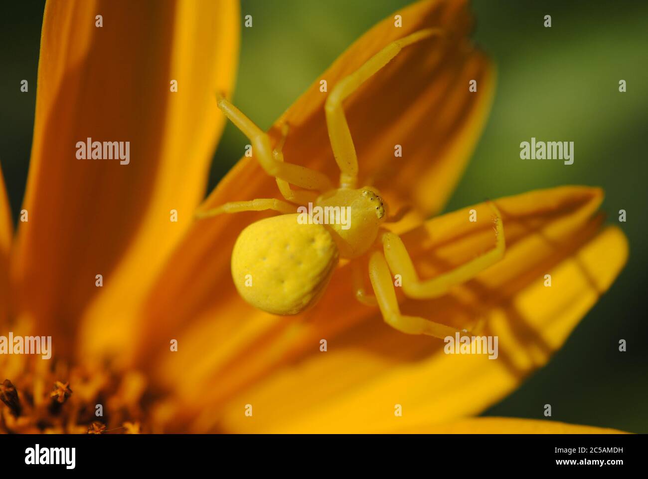 L'araignée de crabe (Misumena vatia) Banque D'Images