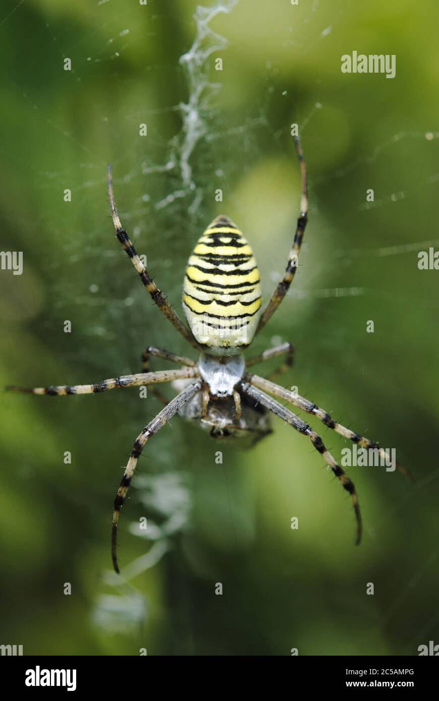 L'araignée de guêpe (Argiope bruennichi) Banque D'Images