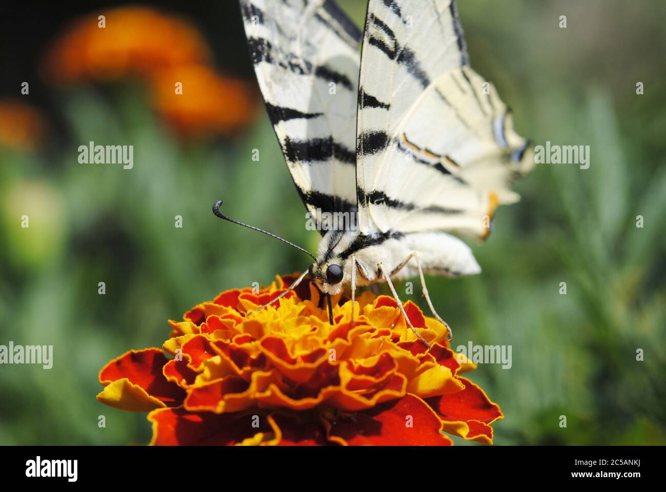 La rare Swallowtail sur la fleur Banque D'Images