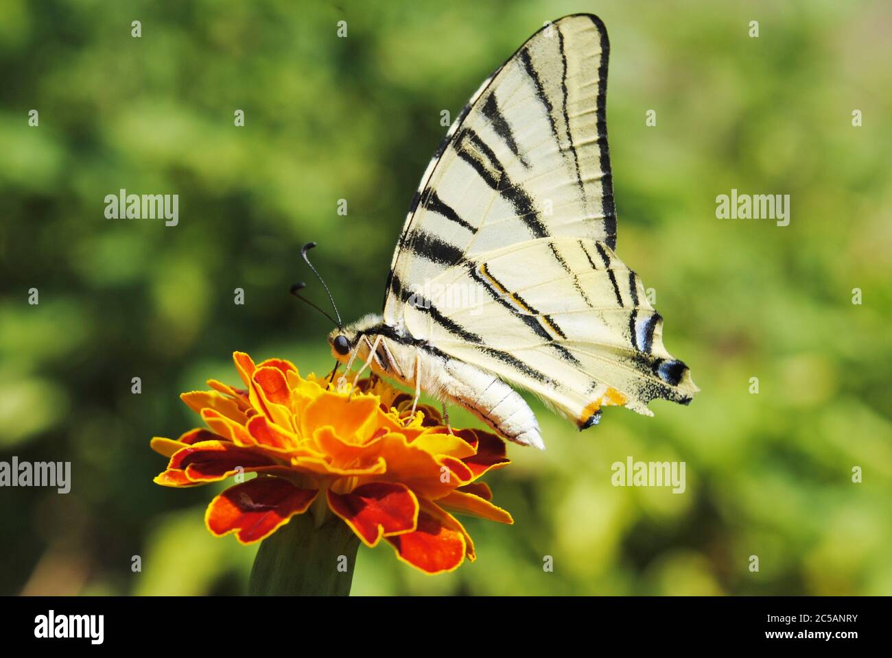 La rare Swallowtail sur la fleur Banque D'Images