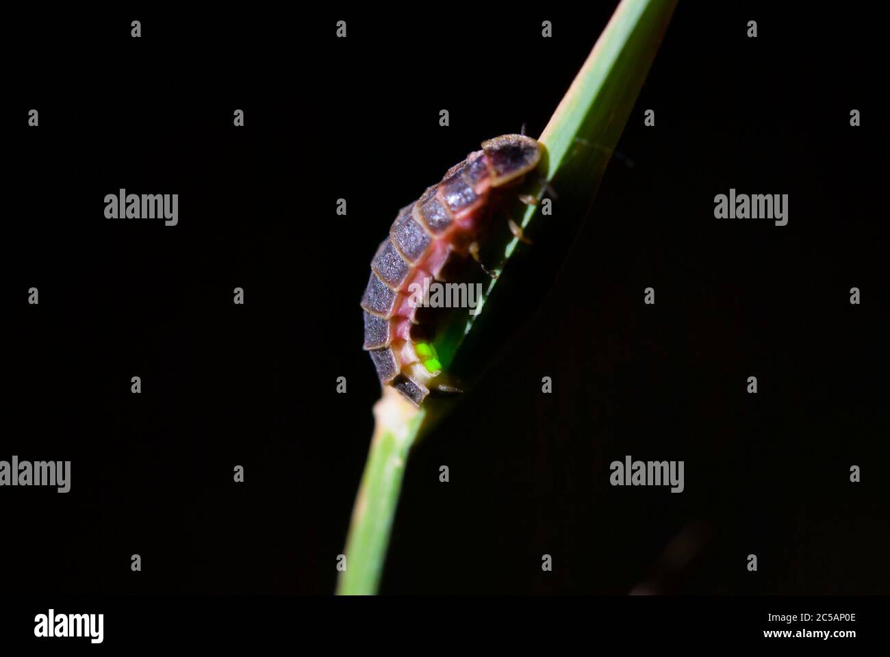 Le Lampyrus noctiluca Banque D'Images