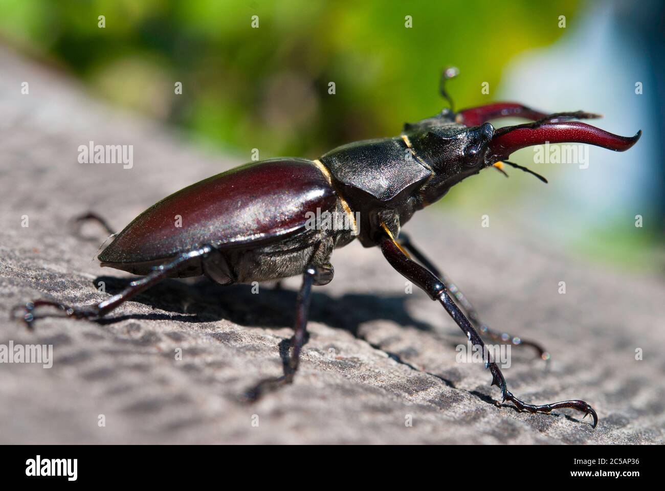 Homme Lucanus cervus Banque D'Images