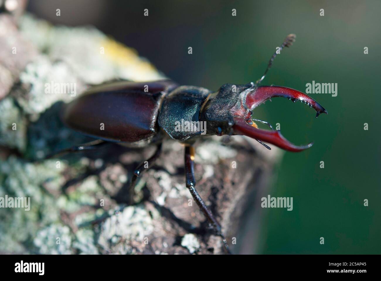 Homme Lucanus cervus Banque D'Images