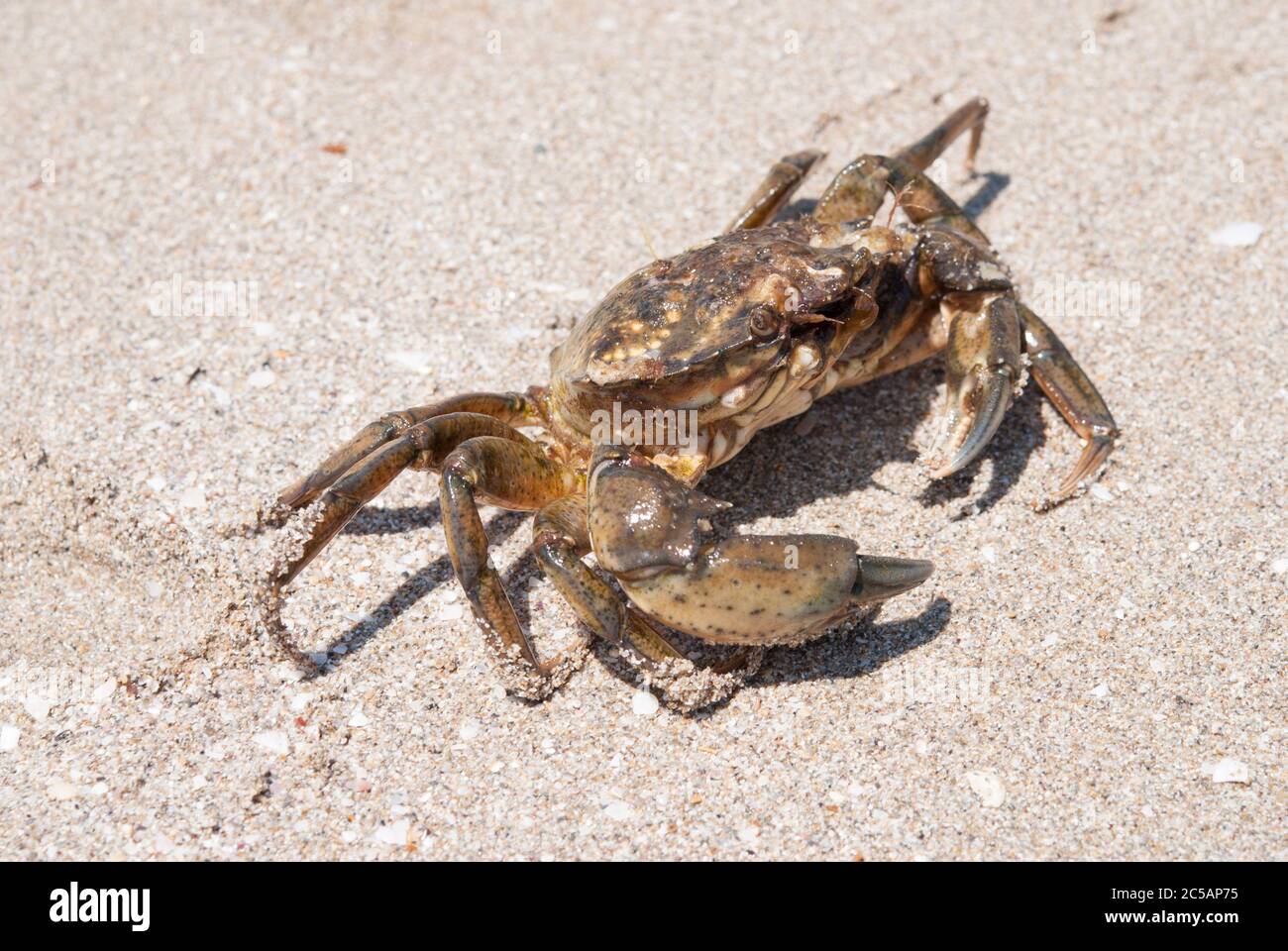 Le crabe de Carcinus aestuarii Banque D'Images