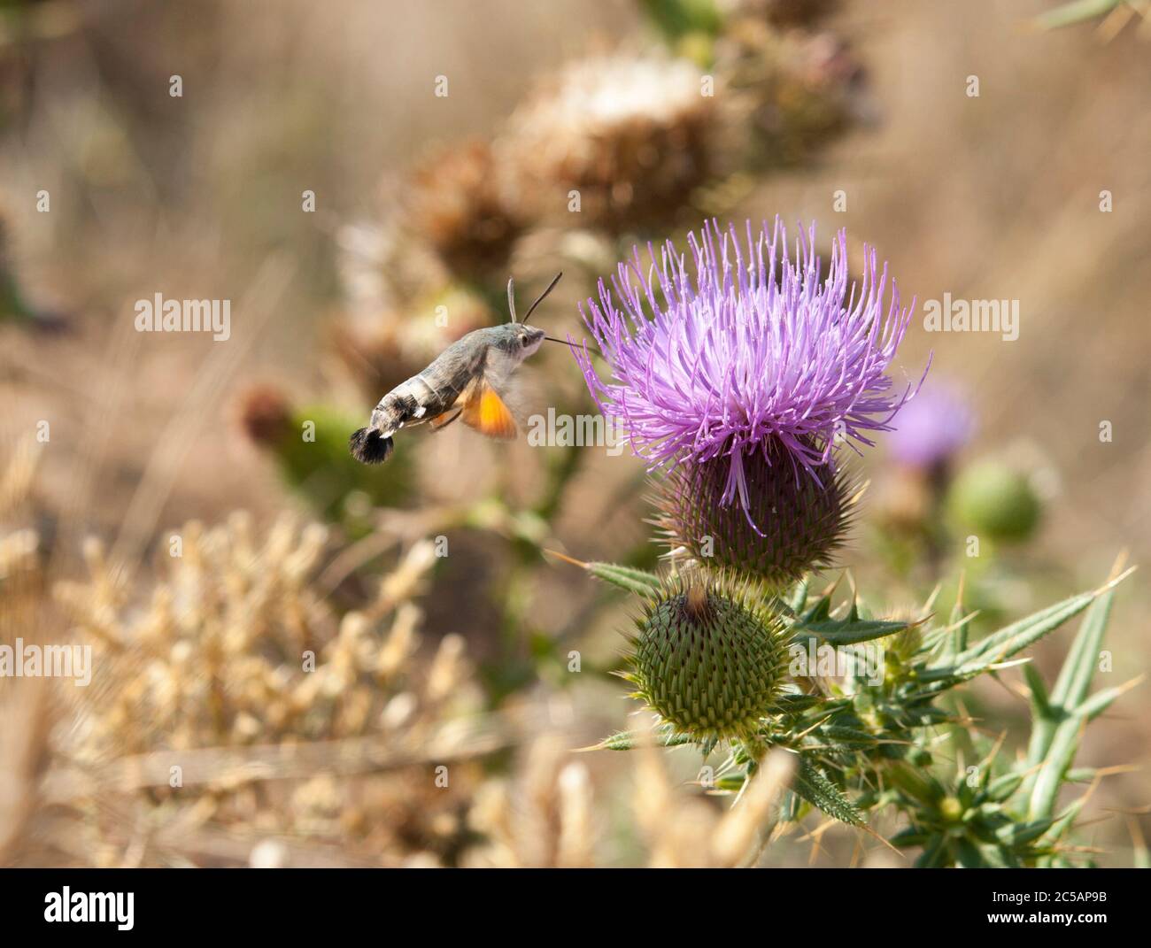 Le faucon-papillon des colibris (Macroglossum stellatarum) Banque D'Images