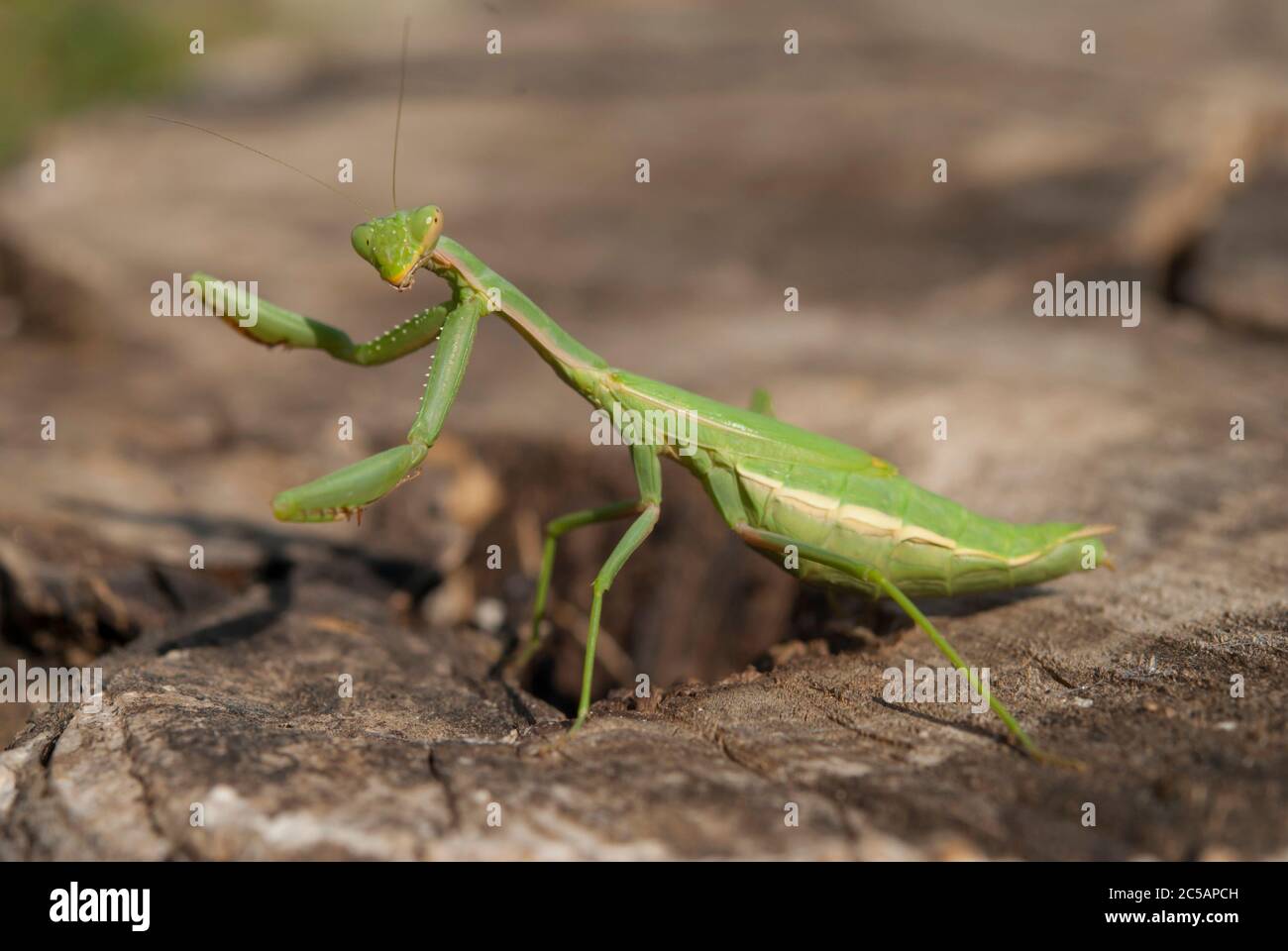 Mantis religiosa sur une branche Banque D'Images