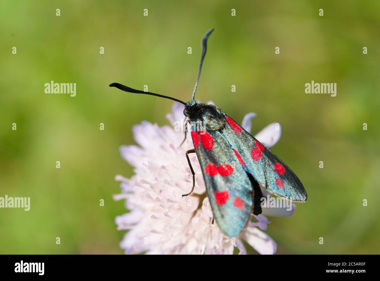 Le burnett à cinq points (Zygaena trifolii) Banque D'Images