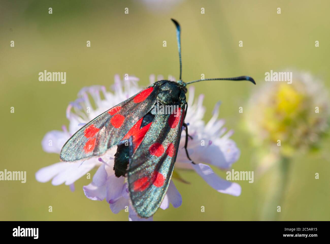 Le burnett à cinq points (Zygaena trifolii) Banque D'Images