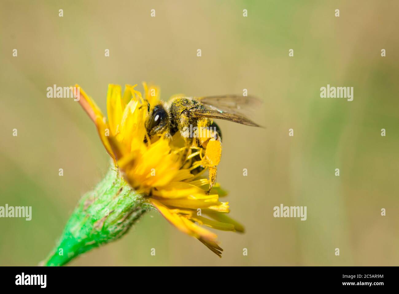 Abeille sur une fleur Banque D'Images