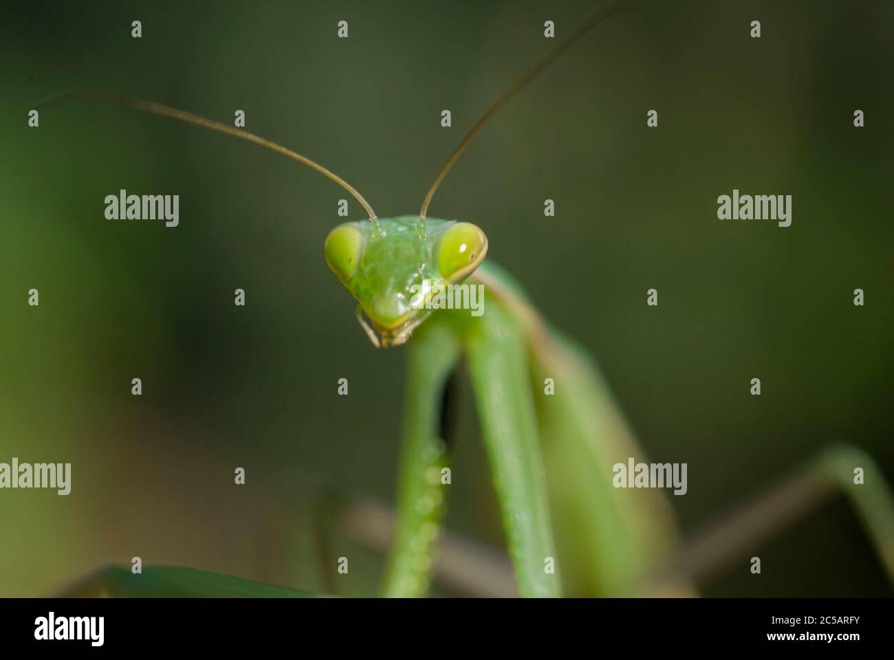 Mantis religiosa sur une branche Banque D'Images