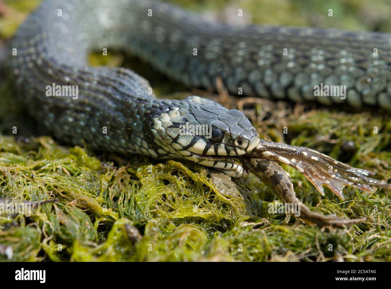 Le serpent à gazon Eating A Frog Banque D'Images
