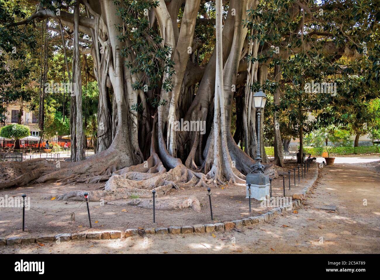Banyan Tree, Ficus Benghalensis, Park Garibaldi, Palerme, Sicile, Italie Banque D'Images