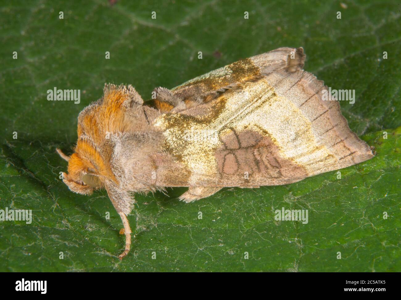 Le laiton bruni (chrysite de Diachrysia) Banque D'Images