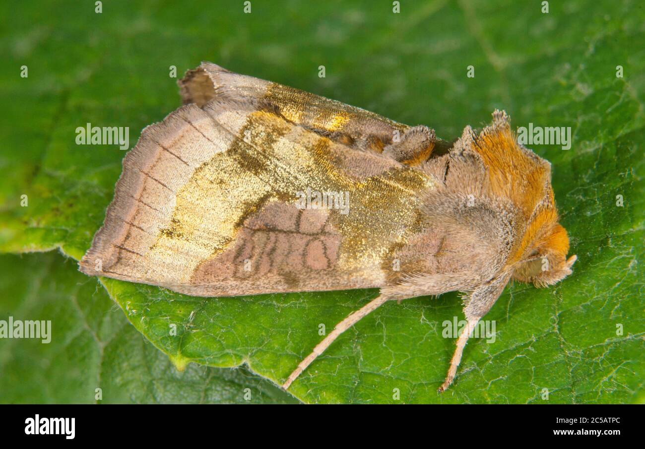 Le laiton bruni (chrysite de Diachrysia) Banque D'Images