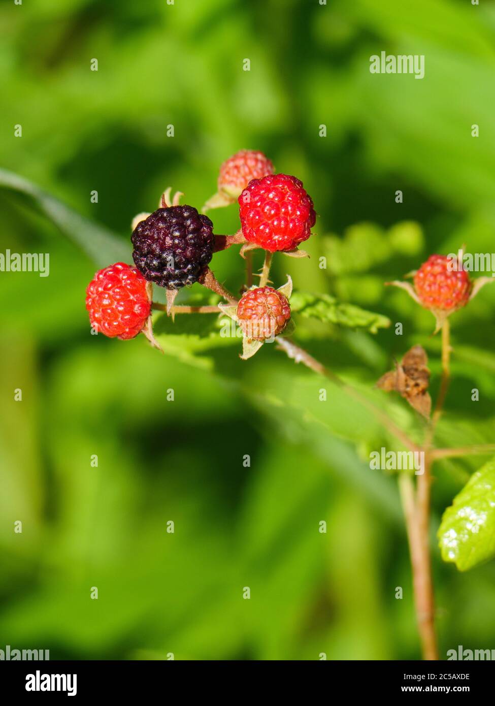 Framboise noire à divers stades de mûrissement, Rubus occidentalis. Banque D'Images