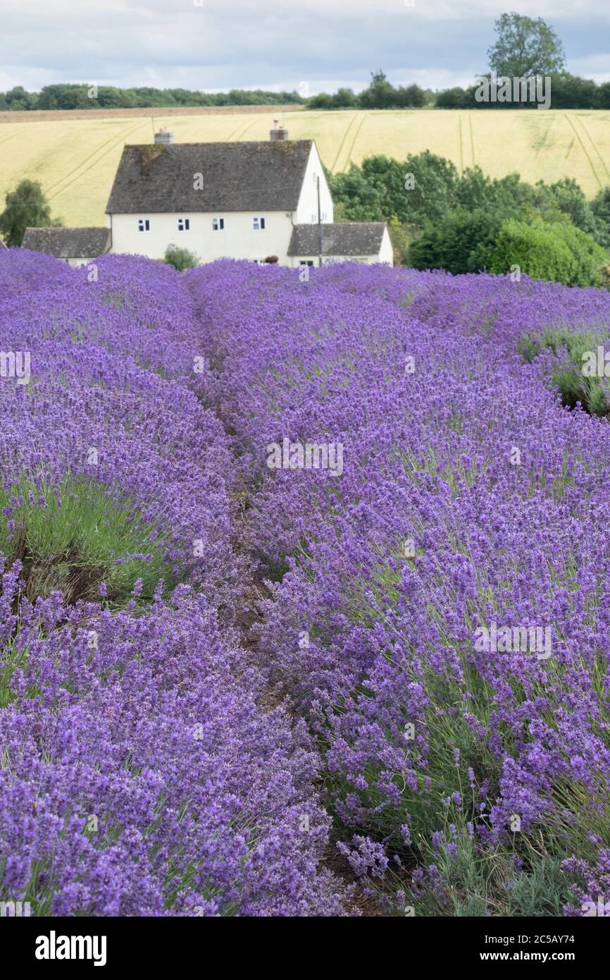 Lignes de bruyère à la ferme de lavande de Cotswold à Snowshill Broadway. Banque D'Images