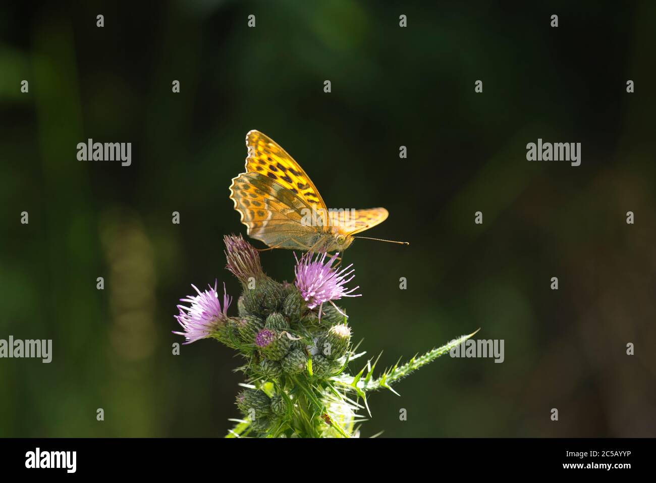 Le fritillaire lavé à l'argent (Argynis paphia) se nourrissant à un chardon Banque D'Images