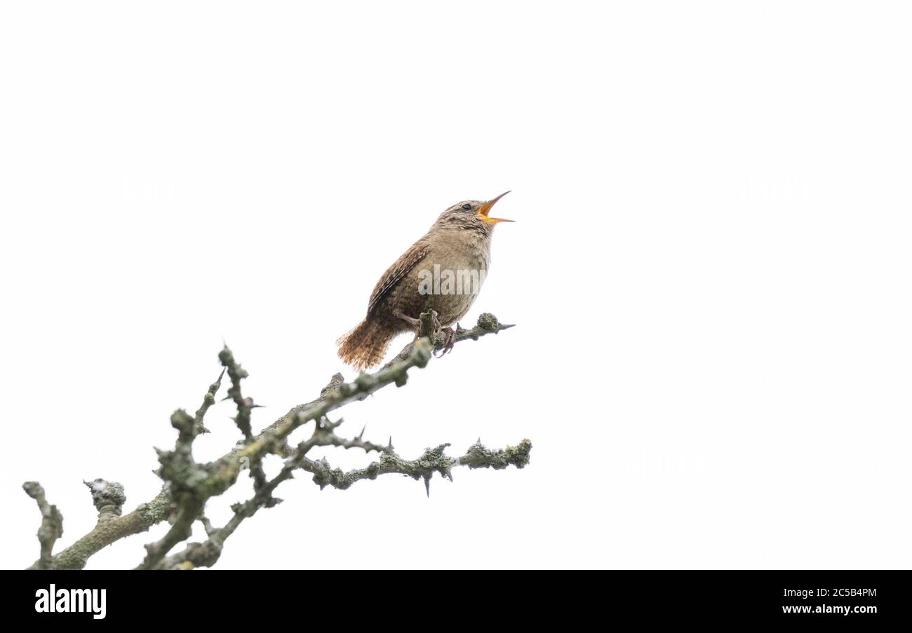 Un wren(UK) en chanson pleine perchée sur une branche avec un fond blanc. Banque D'Images